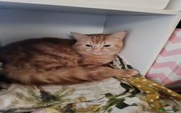 Mixed Breed cats for sale: Maine coon X ragdoll X English short haired  - Advert 5