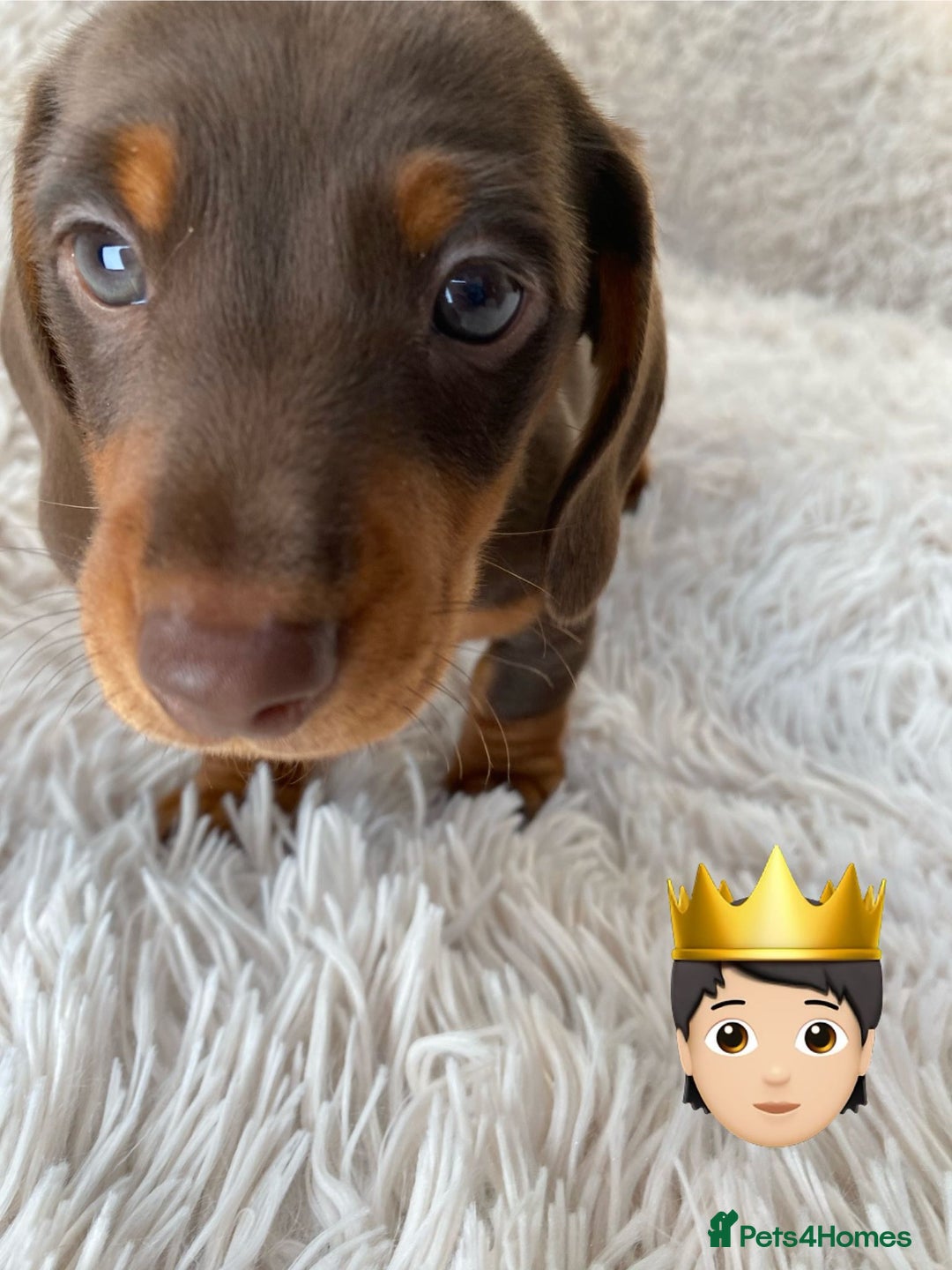 Miniature Dachshund dogs for sale: Chocolate and tan boys. - Advert 14