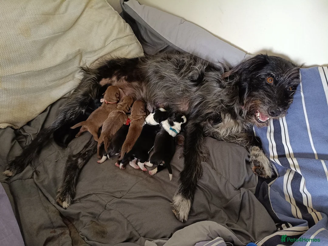 Mixed Breed dogs for sale: Gorgeous mixed collie-poodle-french mix  in Kidderminster - Advert 1