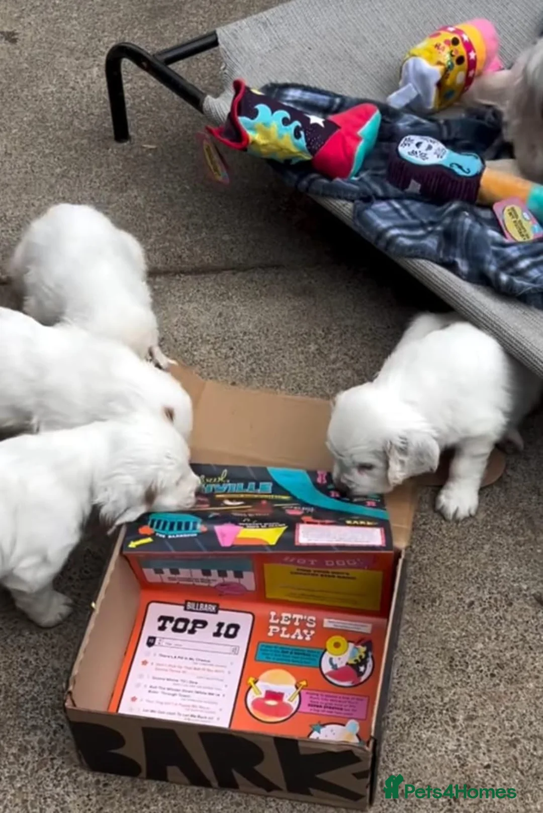Clumber Spaniel dogs for sale: Clumber Puppies – Beautiful Litters Ready Soon 🐾 in Galston - Advert 2