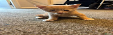 Ginger male 