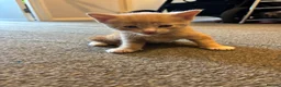 Mixed Breed cats for sale: 3 male kittens ready for their new homes!! - Advert 8