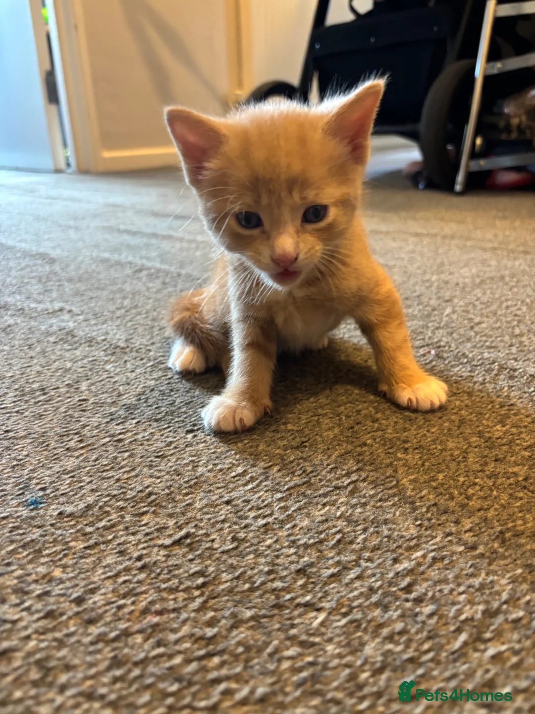 Mixed Breed cats for sale: 3 male kittens ready for their new homes!! - Advert 8