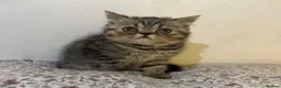Exotic cats for sale: Exotic Persians - Advert 12