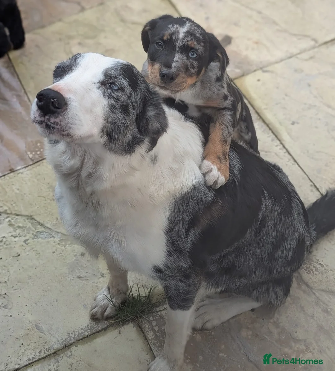 Mixed Breed dogs for sale: Border collie x cocker spaniel  in Mansfield - Advert 1