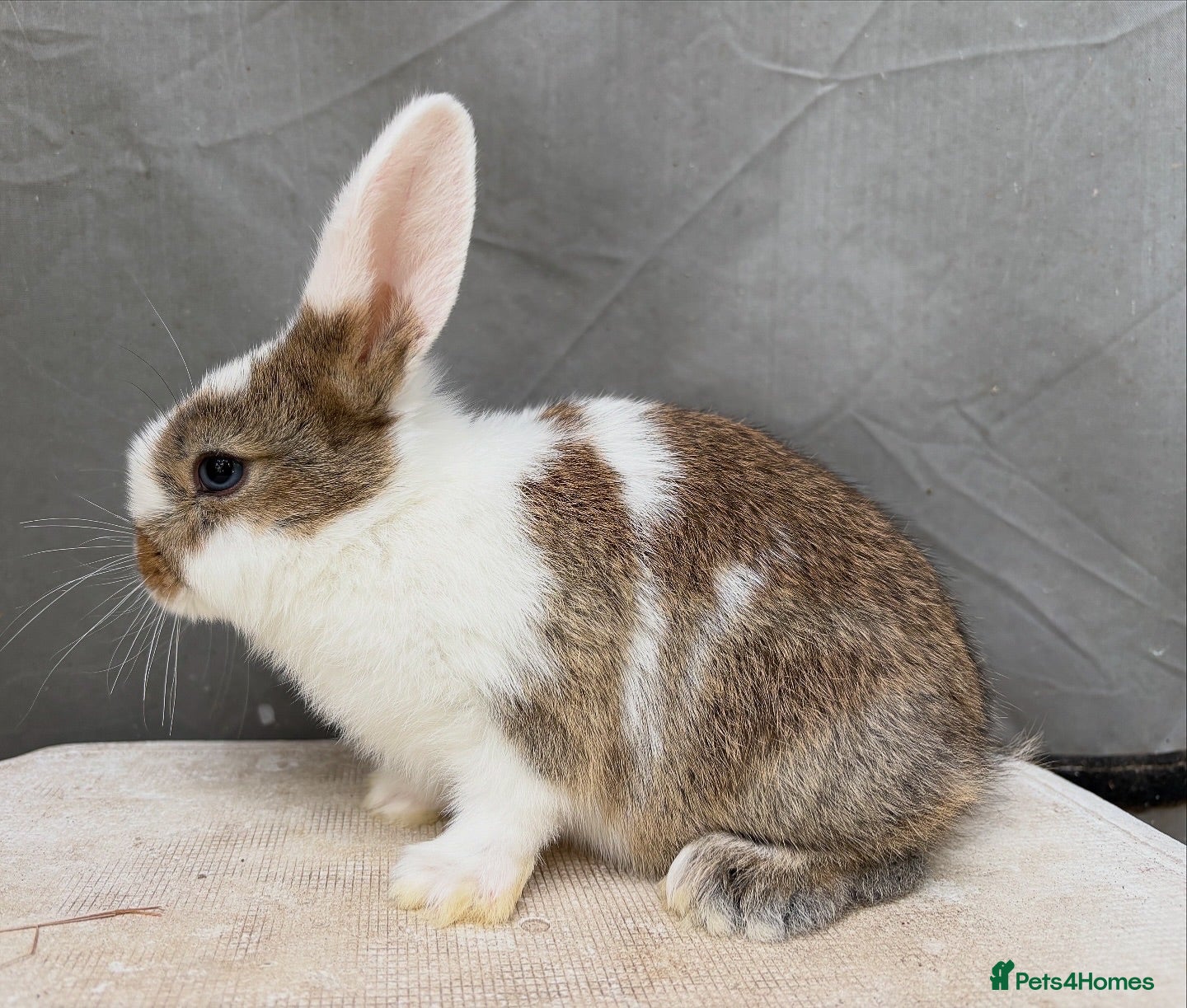Mixed Breed rabbits Gen 1 plushy’s (mini Rex x mini lop) - Advert 4