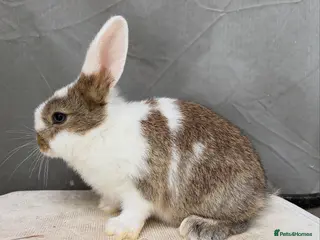Mixed Breed rabbits Gen 1 plushy’s READY TO GO - Advert 1