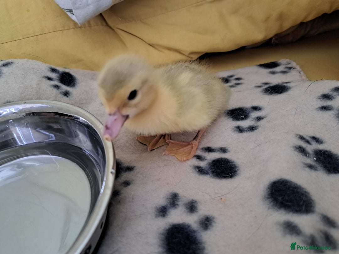 Ducks poultry for sale: Muscovy duckling due soon - Image 1