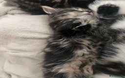 Domestic Shorthair cats for sale: 5 beautiful kittens for sale  - Image 6