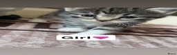 Domestic Shorthair cats for sale: 3 beautiful kittens for sale in Bradford - Advert 7