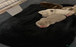 English Bulldog dogs for sale: QC puppies  - Image 4