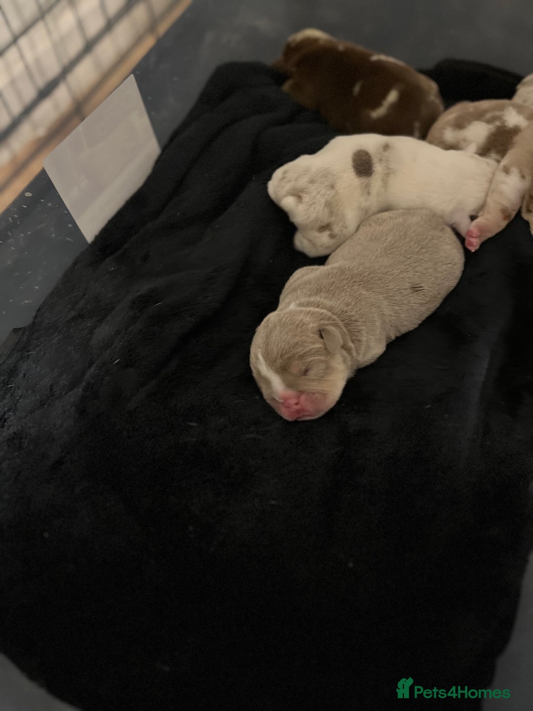 English Bulldog dogs for sale: QC puppies  - Image 4