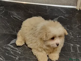 Pomapoo dogs Over 8 weeks old Beautiful unique pomapoo puppies - Advert 3