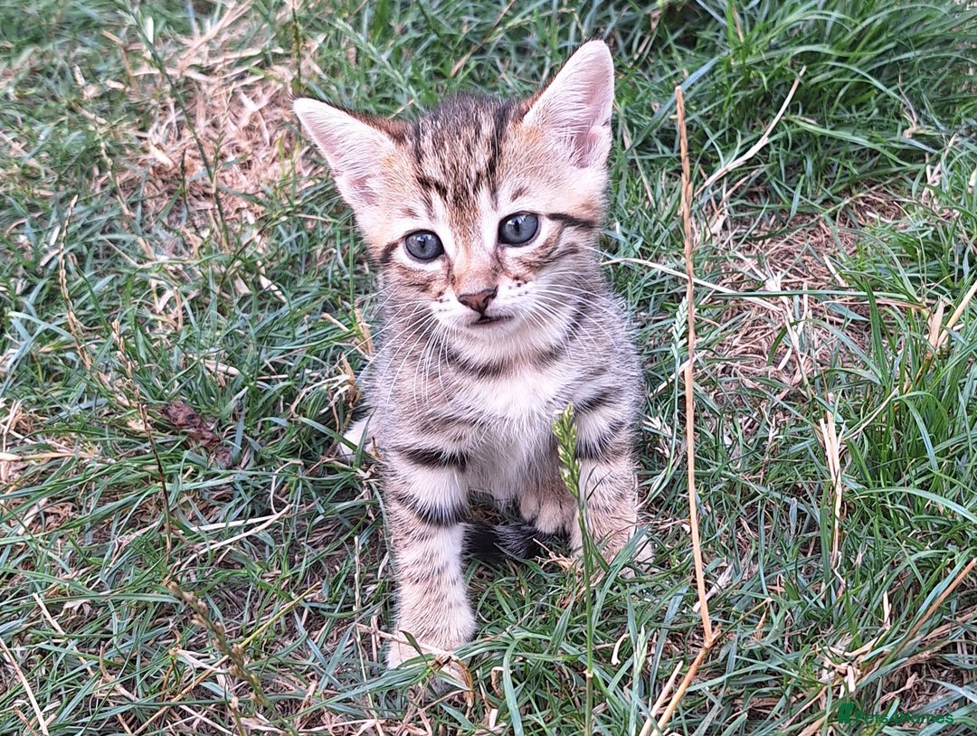 Mixed Breed cats for sale: Half Bengal kittens  - Image 13