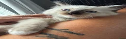 Ragdoll cats for sale: Beautiful pedigree ragdoll kittens  - Advert 10