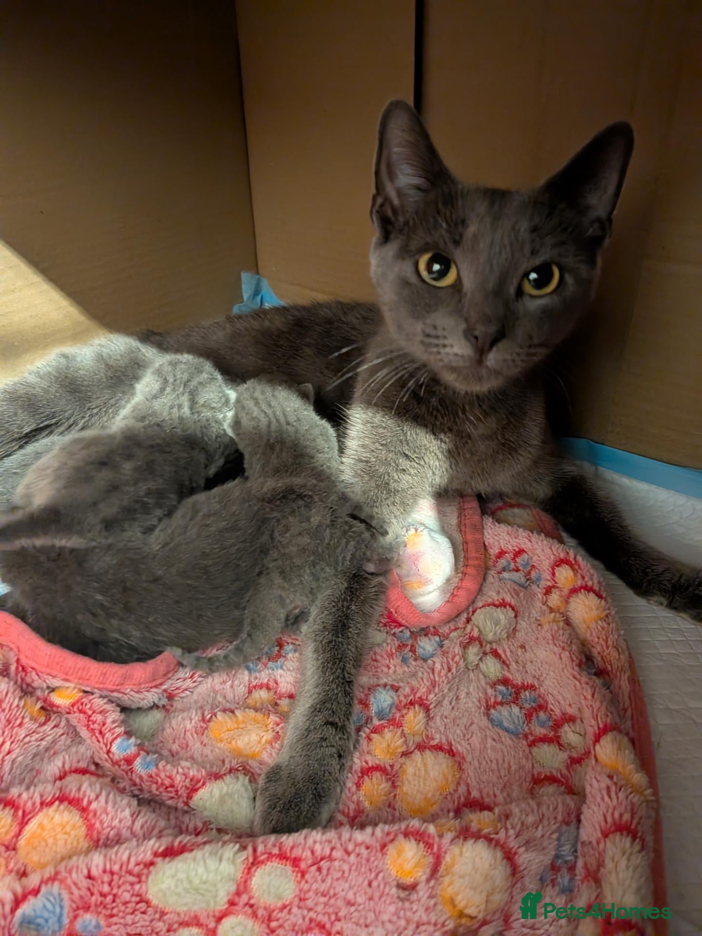 Russian Blue cats for sale: Male and female Russian blue kittens  - Advert 7