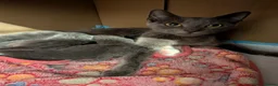 Russian Blue cats for sale: Male and female Russian blue kittens  - Advert 1