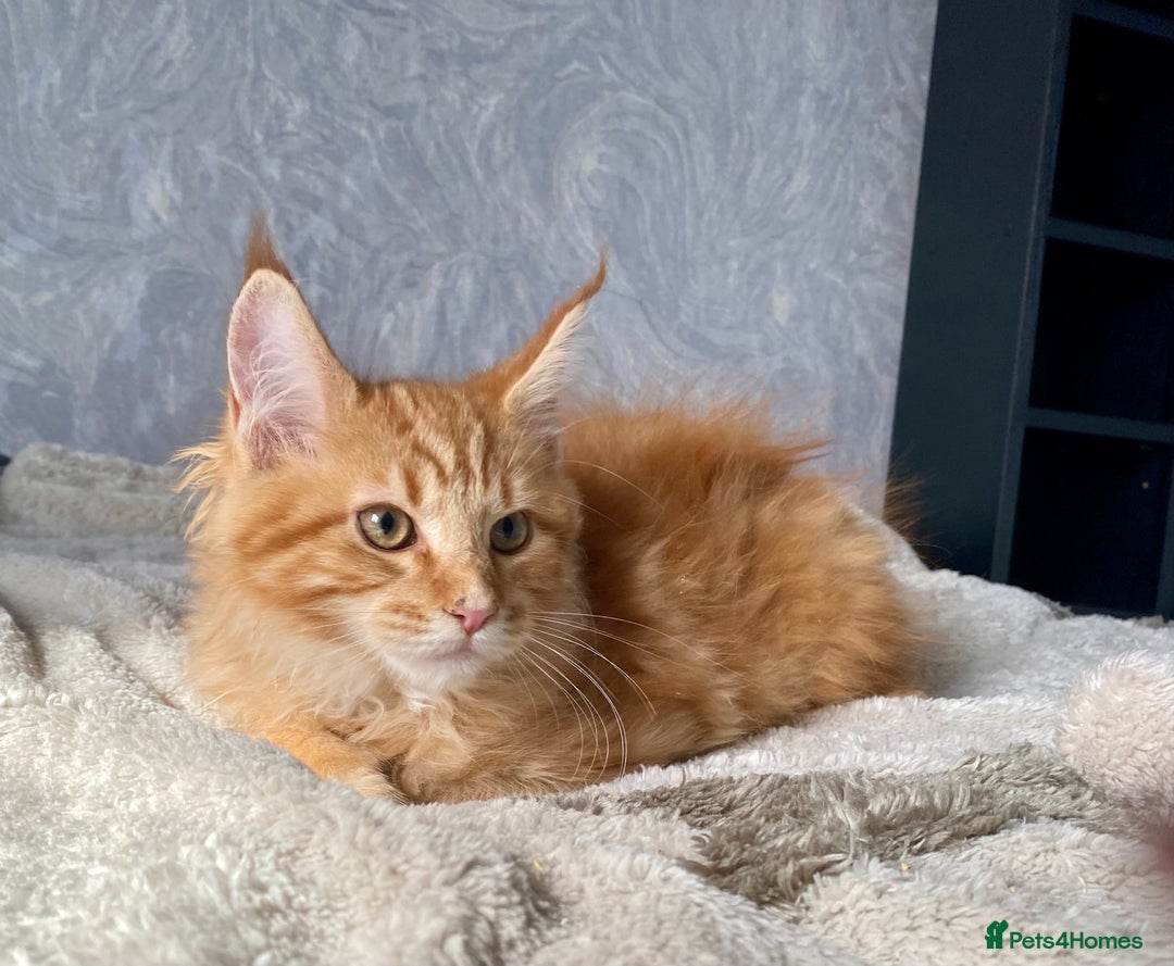 Maine Coon cats for sale: TICA reg Full Pedigree Red Tabby Maine Coon Kitten - Image 10