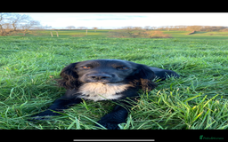 Cocker Spaniel dogs for stud: Cocker spaniel for stud  in Melton Mowbray - Image 2