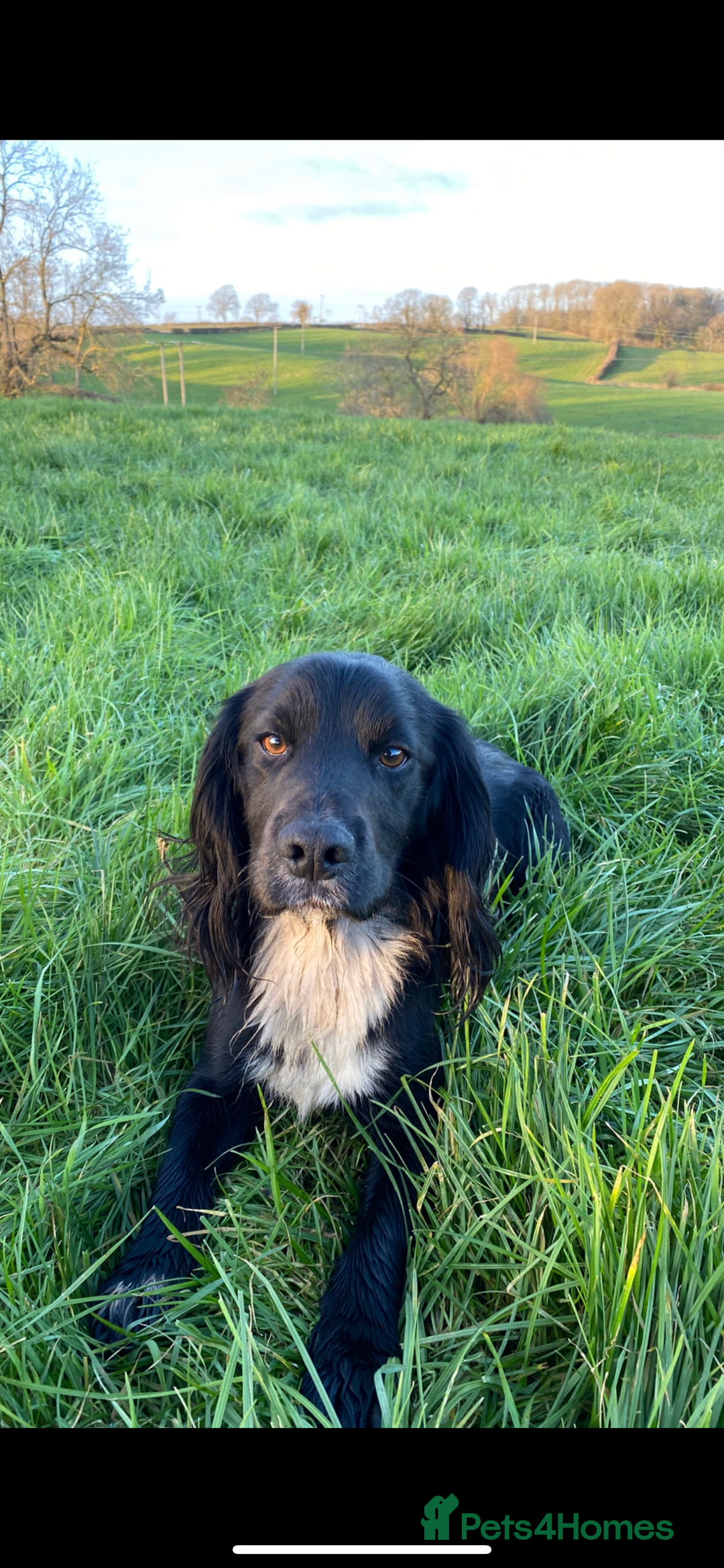 Cocker Spaniel dogs for stud: Cocker spaniel for stud  in Melton Mowbray - Image 2