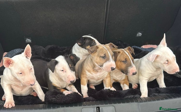 English Bull Terrier dogs - Advert 7