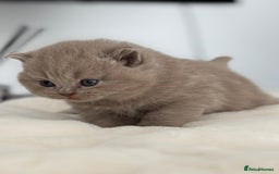 British Shorthair cats for sale: 2 LITTERS GCCF HEALTH TESTED BSH KITTENS - Image 13