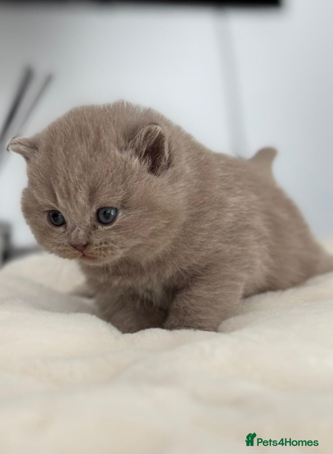 British Shorthair cats for sale: 2 LITTERS GCCF HEALTH TESTED BSH KITTENS - Image 13