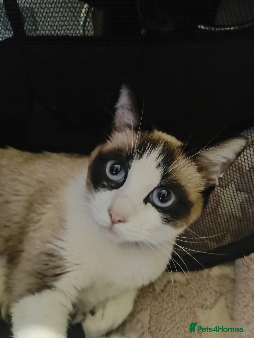 Ragcoon cats for sale: Rogcoon kittens - Advert 1