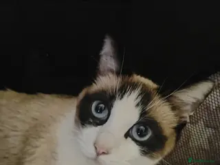 Ragcoon cats Rogcoon kittens - Advert 1