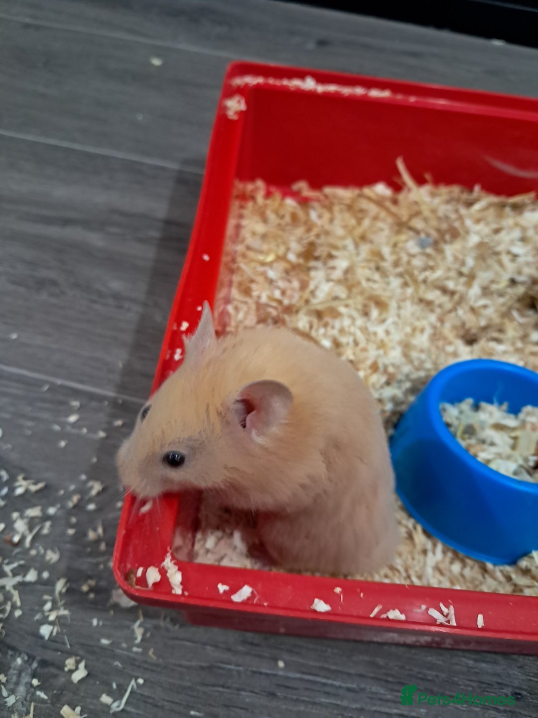 Hamster rodents for sale: Syrian Hamster - Image 2