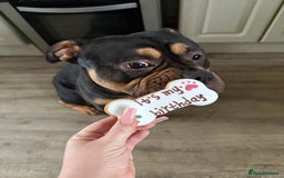 Mixed Breed dogs for stud: Pocket bully for stud  - Image 6