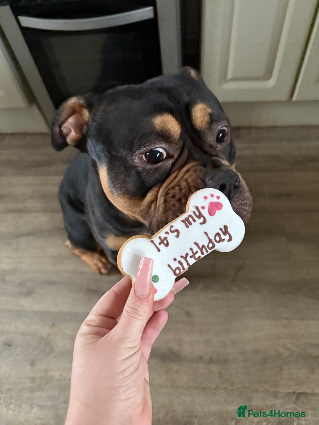 Mixed Breed dogs for stud: Pocket bully for stud  - Image 6