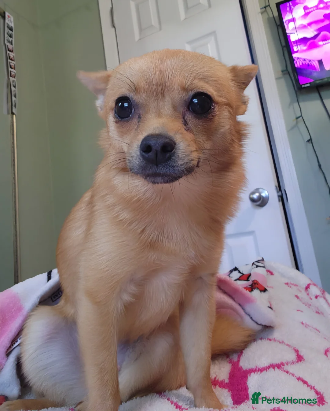 Chihuahua dogs for sale: Dainty deer head chi puppy in Taunton - Advert 3