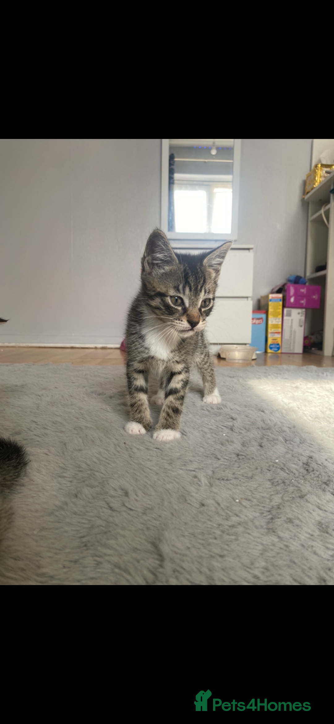 Mixed Breed cats for sale: 4 Beautiful Kitties For Sale  - Image 7