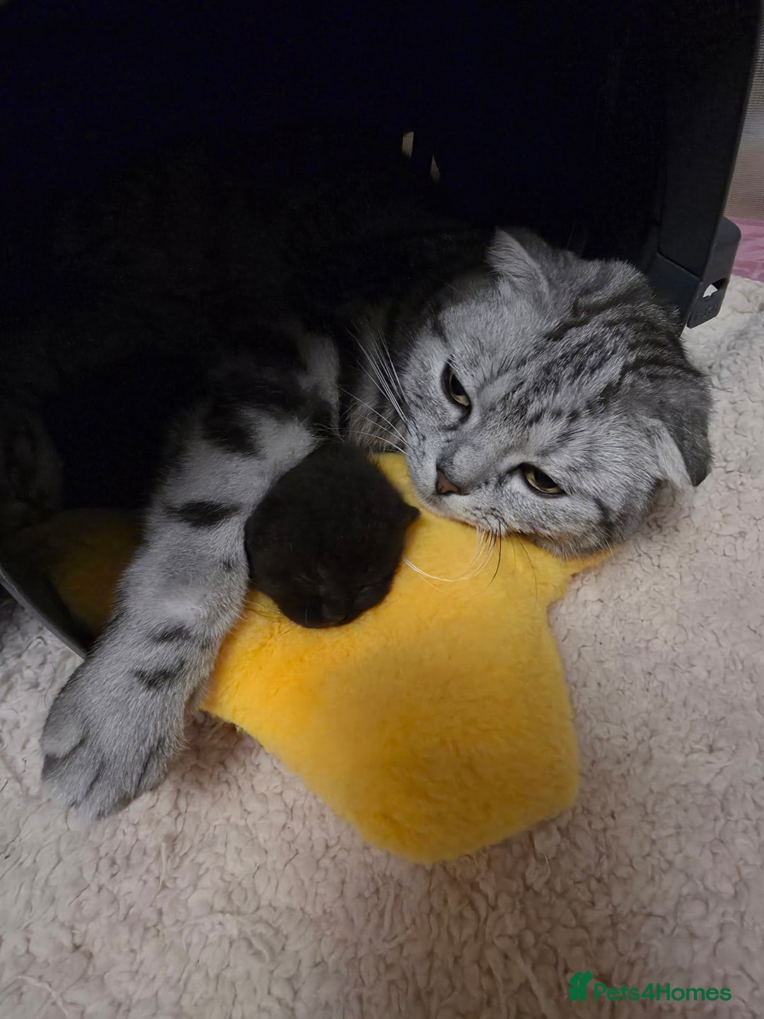 Scottish Fold cats for sale: Scottish Fold  - Advert 1