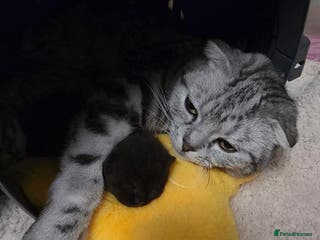 Scottish Fold cats Scottish Fold - Advert 9