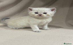 British Shorthair cats for sale: British shorthair kittens TICA ready NOW  - Image 7
