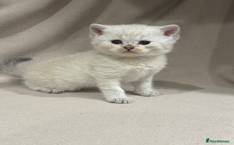 British Shorthair cats - Advert 2