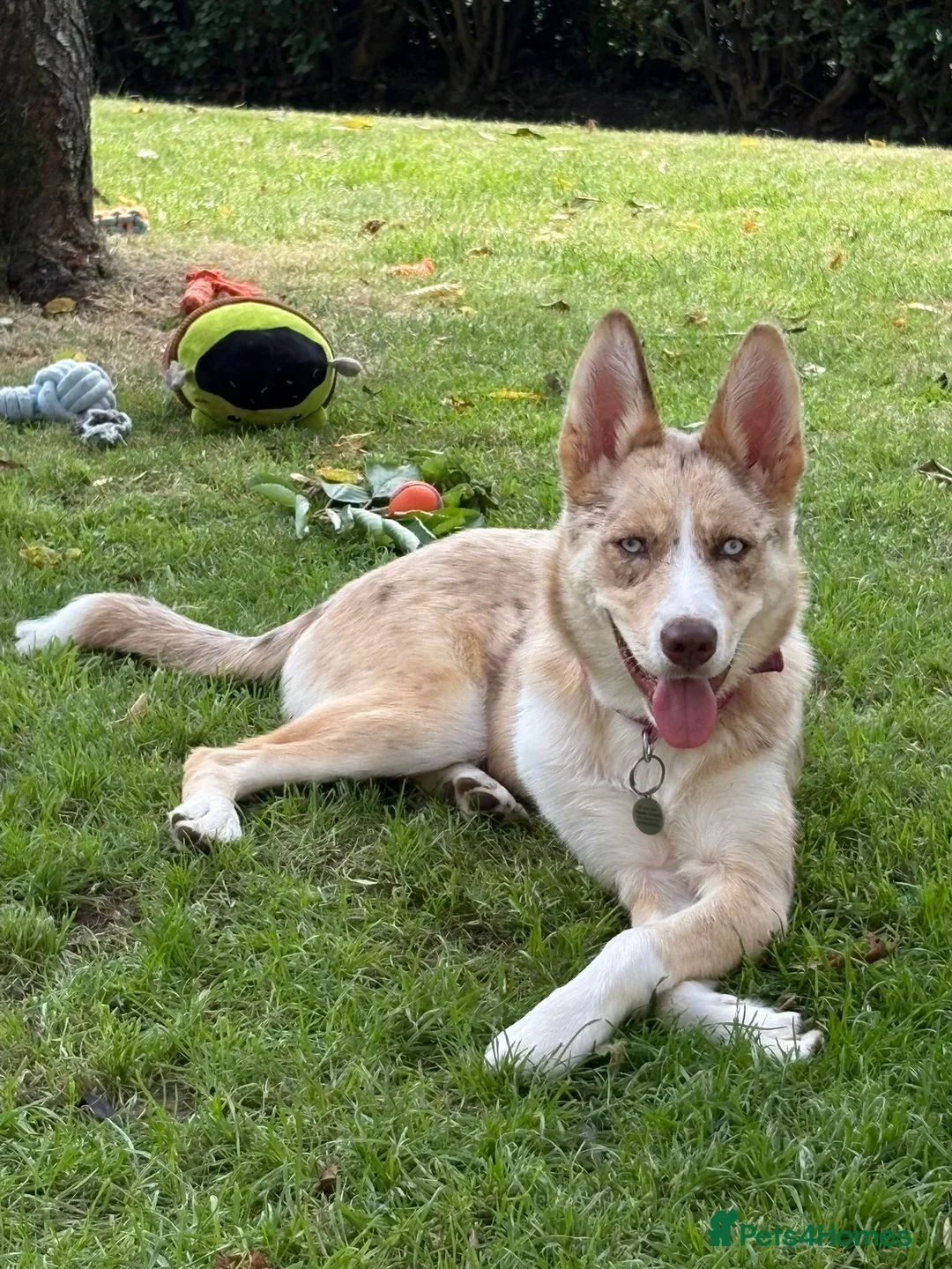 Mixed Breed dogs for sale: Beautiful Blue-Eyed Aussie Shepherd Husky Mix - Advert 4