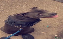 Staffordshire Bull Terrier dogs for stud: KC REGISTERED BLUE STAFFORDSHIRE TERRIER  in Burton-on-Trent - Image 8