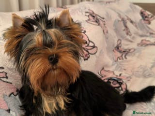 Yorkshire Terrier dogs Kennel reg.puppies ready to go💗🐾 - Advert 16