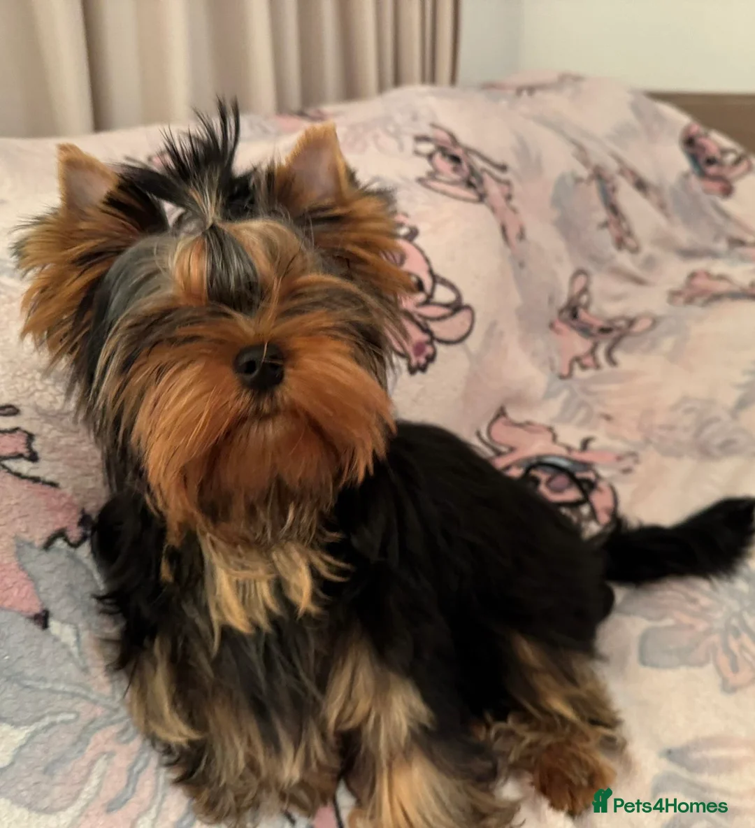 Yorkshire Terrier dogs for sale: One beautiful female Available💗🐾 - Advert 2