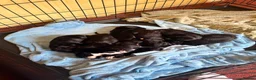 Mixed Breed dogs for sale: Bocker puppies (Beagle x Sprocker Spaniel)  - Advert 14