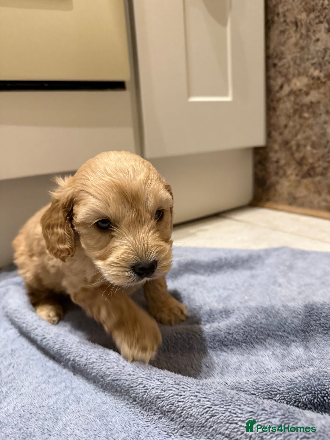 Cockapoo dogs for sale: DNA Health Tested Cockapoos  - Advert 4