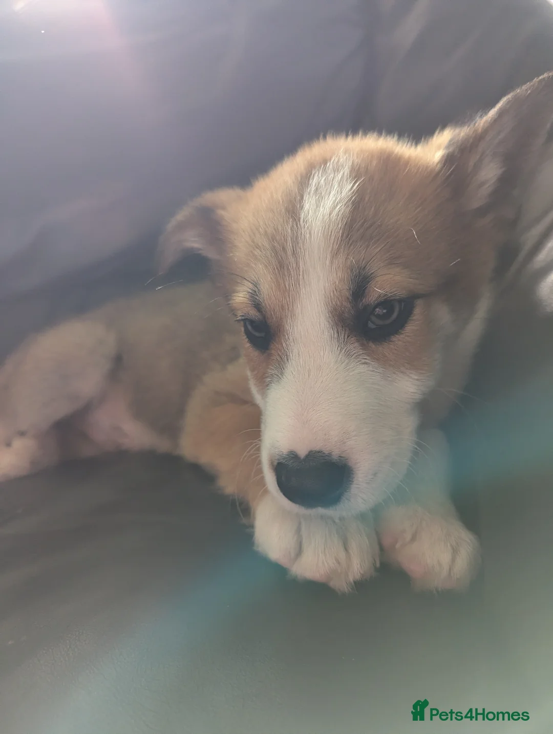 Borador dogs for sale: Gorgeous little boy puppy!  in Ashford - Advert 5