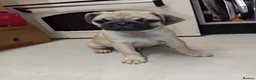 Pug dogs for sale: Pugs  - Advert 5