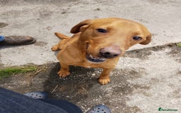Labrador Retriever dogs for sale: Fox Red Labrador Puppies. - Image 5