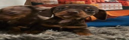 Miniature Dachshund dogs for sale: Quality extra tiny miniature daschund  - Advert 4