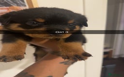 Rottweiler dogs for sale: Rottweiler puppies - 1 boy 3 girls, 4 weeks old - Image 5