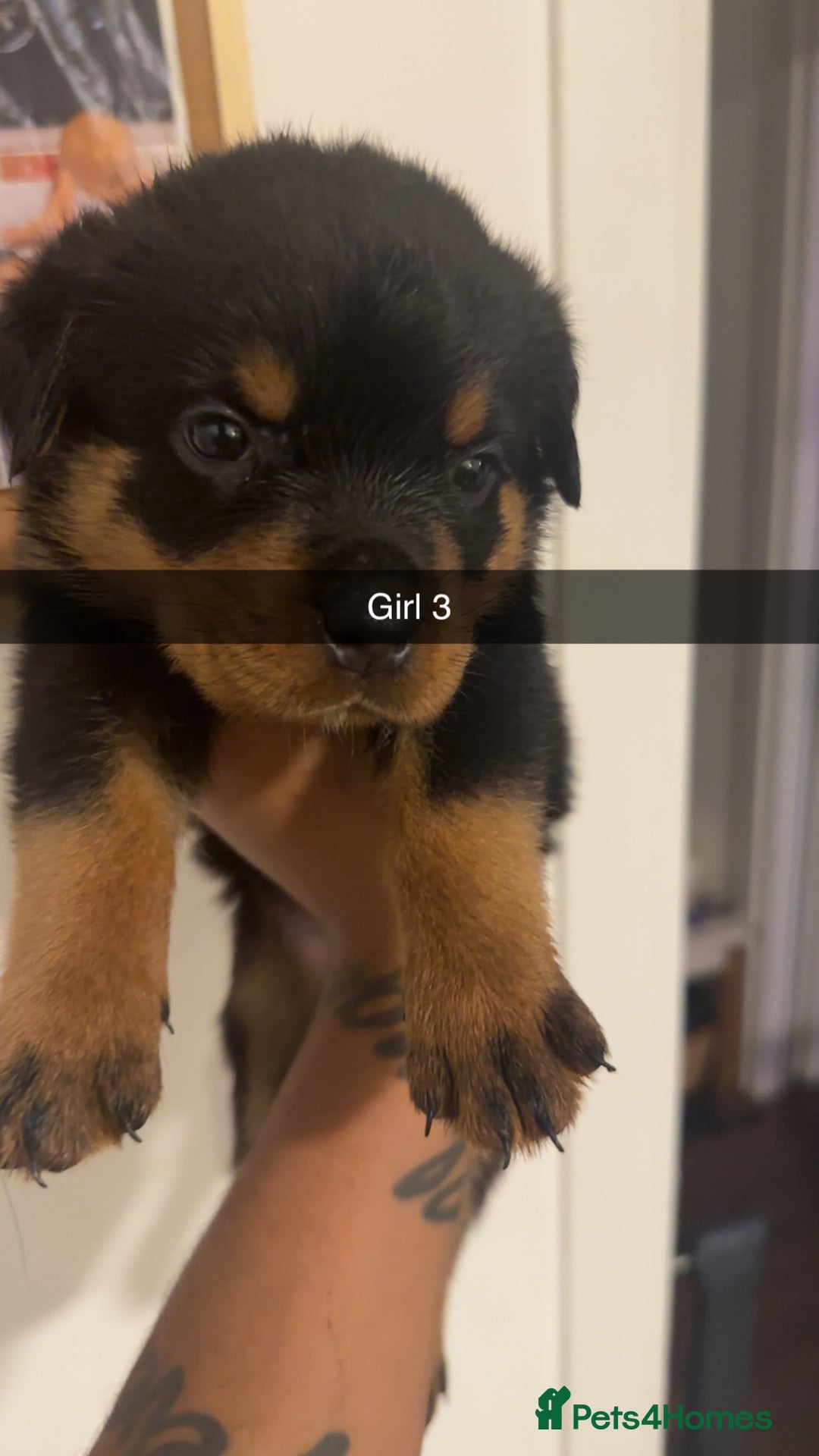 Rottweiler dogs for sale: Rottweiler puppies - 1 boy 3 girls, 4 weeks old - Image 5
